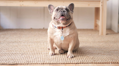 Enamel Pet Charm or Digital ID - No Balls Still a Baller 
